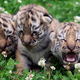 Image for article titled Good News For Creatures, Great & Small